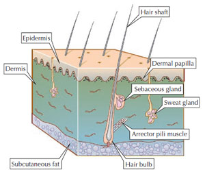 Figure 2.1 Structure of the skin. (Source: Reprinted from Graham-Brown and Burns, 2006.)