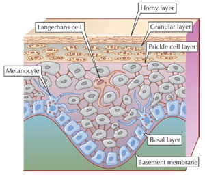 Figure 2.2 Layers of the epidermis. (Source: Reprinted from Graham-Brown and Burns, 2006.)