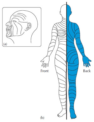 Figure 2.5 Relaxed skin tension lines. On the head and neck (a) these are readily identified by following the existing wrinkle or skin-crease lines. On the limbs the lines tend to run obliquely around rather than along the limb (b).