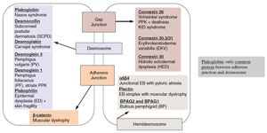 Figure 1.1 Skin diseases associated with cell junctions