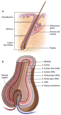 Figure 1.5 A: Longitudinal section of hair follicle, B: Cross-section of hair follicle