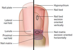 Figure 1.6 Nail anatomy
