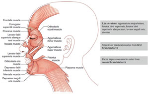 Figure 6.1 Muscles of the head and neck (Reprint from Nouri, K. Complications in Dermatologic Surgery. Philadelphia, PA: Mosby Elsevier; 2008)