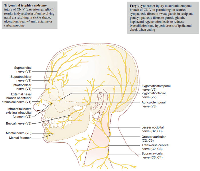Figure 6.2 Sensory innervation of head and neck (Reprint from Nouri, K. Complications in Dermatologic Surgery. Philadelphia, PA: Mosby Elsevier; 2008)