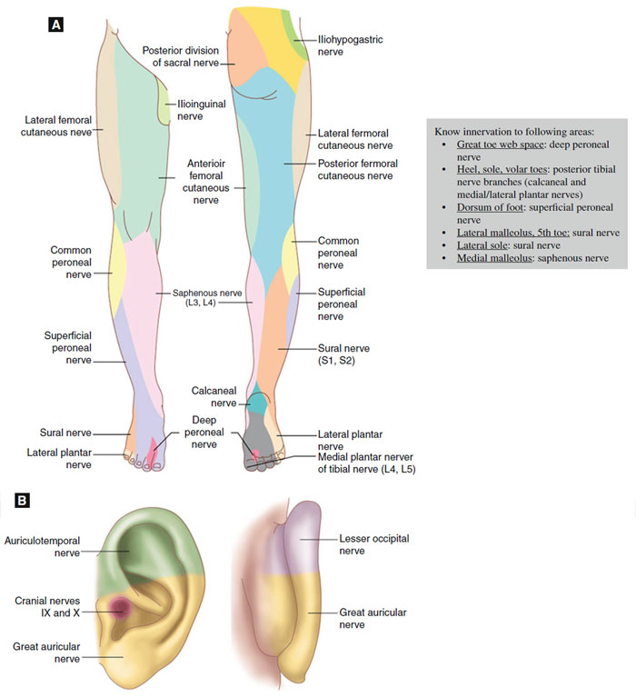 Figure 6.3 A: Sensory innervation of the lower extremity B: Sensory innervation of the ear (Reprint from Nouri, K. Complications in Dermatologic Surgery. Philadelphia, PA: Mosby Elsevier; 2008)