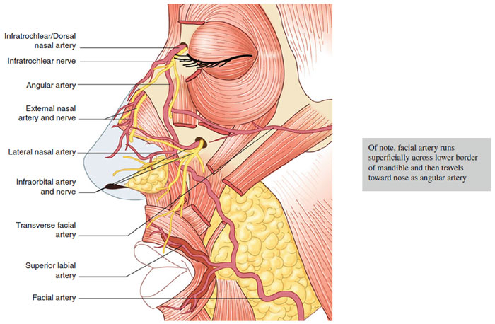 Figure 6.4 Vascular supply to face (Reprint from Nouri, K. Complications in Dermatologic Surgery. Philadelphia, PA: Mosby Elsevier; 2008)