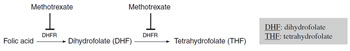 Figure 7.2 Metabolic pathway inhibited by methotrexate
