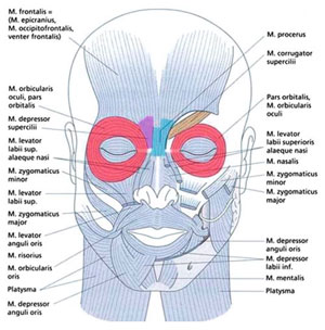 Fig. 5.4. Anatomic consideration of the face for the treatment with botulinum toxin A