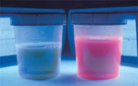 Wood’s light examination of the urine in a patient with porphyria cutanea tarda demonstrating classic coral red fluorescence with normal urine specimen exhibited for comparison. (Courtesy of James E. Fitzpatrick, MD.)
