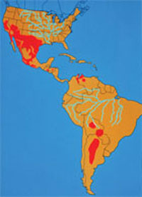Coccidioidomycosis. Areas depicted in red represent the regions reporting the most cases of coccidioidomycosis. (Courtesy of the Fitzsimons Army Medical Center teaching files.)