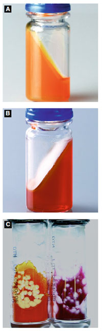 Figure 4.20 A: DTM, non-dermatophyte* B: DTM, dermatophyte * * Courtesy of Hardy Diagnostics, www.HardyDiagnostics.com C: DTM, non-dermatophyte (left) and dermatophyte (right) (Courtesy of Sandra Arduin, Michigan Department of Community Health)